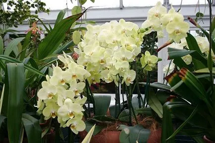 Hogyan terjednek orchidea otthon bevágások és egyéb módszerek, video
