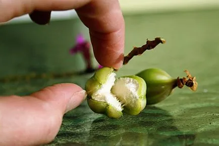 Hogyan terjednek orchidea otthon bevágások és egyéb módszerek, video