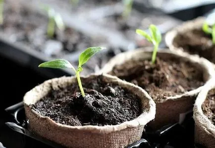 Hogyan növény paprika egy üvegház rendszer és a megfelelő technológia, videó és fotók