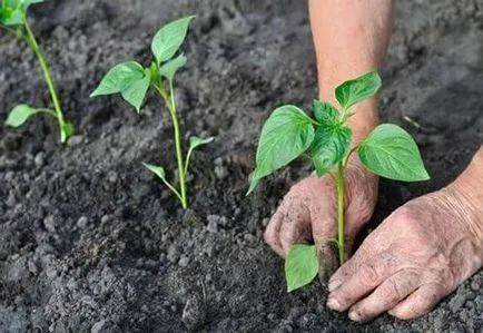 Hogyan növény paprika egy üvegház rendszer és a megfelelő technológia, videó és fotók