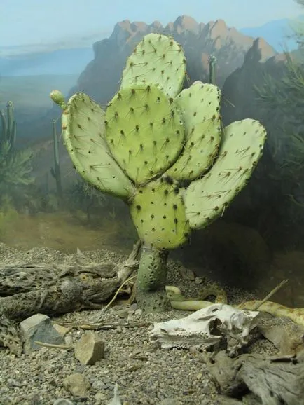 Hogyan kell felhívni a rock