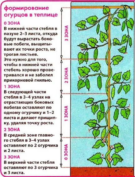 Hogyan növény uborka üvegházban do rendesen (videó) Hogyan növény uborka üvegházban csinálni rendesen