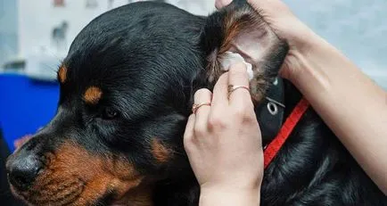 Hogyan tisztítsa meg a kutya füle Hogyan tisztítsa meg a kutya füle