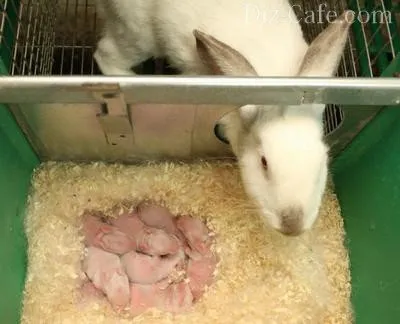 Hogyan készítsünk saját kezét Rabbitry és tervezési egység
