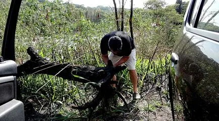 Hogyan készítsünk egy gubanc az akvárium saját kezűleg (feldolgozás virsli) Hogyan készítsünk egy gubanc az akvárium saját kezűleg