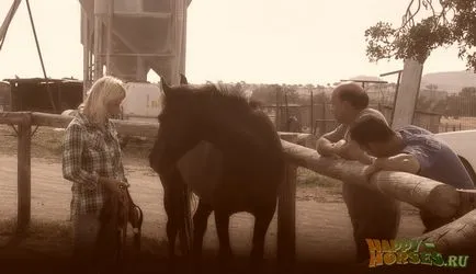 Hogyan készítsünk egy ló várja a találkozót, boldog ló (pozitív) Hogyan készítsünk egy ló várja a találkozót, boldog ló