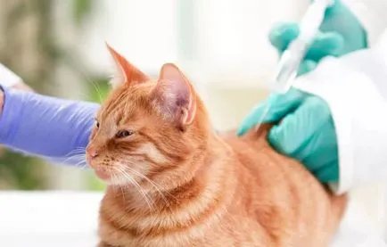 Hogyan juthat el a lövés a mar a macska egyedül vagy izomba (do) Hogyan juthat el a lövés a mar a macska vagy izomba egyedül