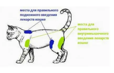 Hogyan juthat el a lövés a mar a macska vagy izomba önmagában (cat) Hogyan juthat el a lövés a mar a macska vagy izomba egyedül