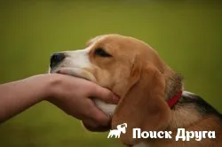 Hogyan válasszuk ki a kutya tulajdonosa a családban (tulajdonos dönt) Hogyan válasszuk ki a kutya tulajdonosa a családban