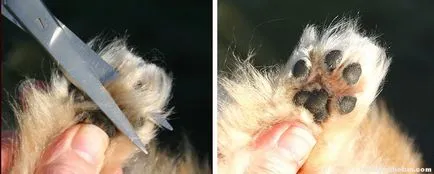 Hogyan lehet csökkenteni a kutya körmök használati groomer
