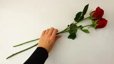 Hogyan száradni rózsák