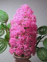 Cactus gyöngy