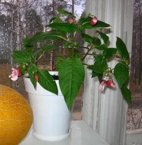 Hogyan törődik a virág Impatiens otthon