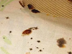 Mivel otthon foglalkozni poloska népi és vegyi készítményekről lehet kezelni a
