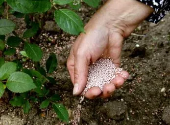 Hogyan törődik rózsa egy fazék otthon, a nyílt terepen az ősszel, a vásárlás után, az