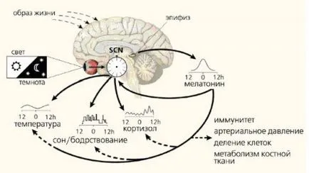 Hogyan lehet növelni a melatonin termelését forrása az erőm