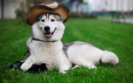 Hogyan válasszuk ki a kiskutya husky egy videofelvételt (kölyök) Hogyan válasszuk ki a kiskutya husky vadászati videó