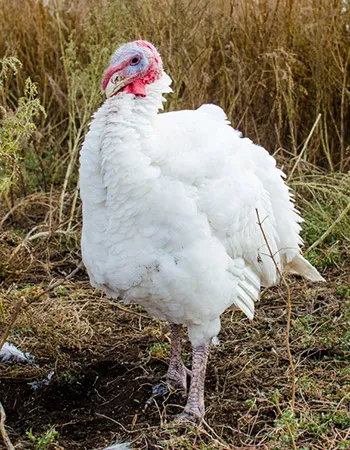 Hogyan növekszik környezetbarát poults (otthon) Hogyan növekszik pulyka környezetbarát