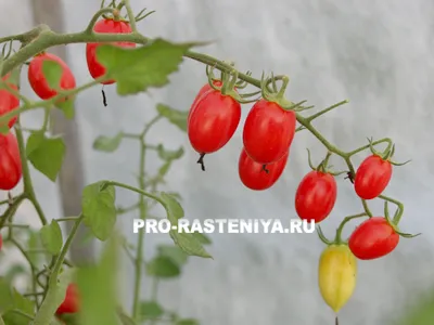 Hogyan növekszik koktélparadicsommal