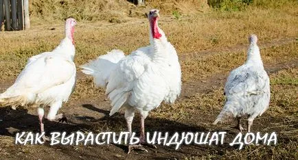 Hogyan növekszik poults ökológiailag tiszta (mint a pulyka nőnek) Hogyan növekszik pulyka környezetbarát