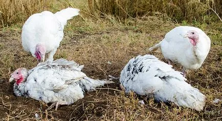 Hogyan növekszik környezetbarát poults (otthon) Hogyan növekszik pulyka környezetbarát