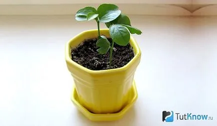 Hogyan növekszik a citrom, a csontok otthon