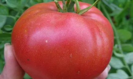Hogyan növekszik egy nagy paradicsom növekvő paradicsom az országban (paradicsom) Hogyan növekszik egy nagy paradicsom növekvő paradicsom az országban