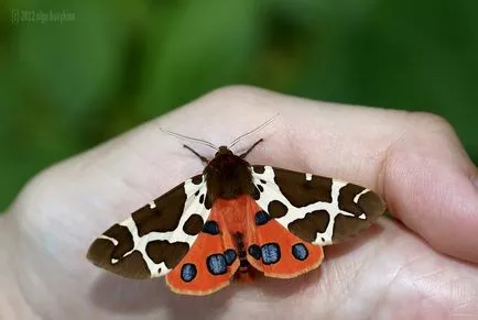 Hogyan növekszik a pillangó hernyó boru-ború