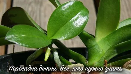 Hogyan kell szedni és a folyamat otsadit Babe orchideák az anyanövényről
