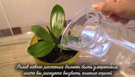 Hogyan kell szedni és a folyamat otsadit Babe orchideák az anyanövényről