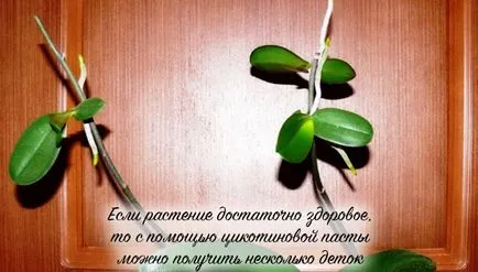 Hogyan kell szedni és a folyamat otsadit Babe orchideák az anyanövényről