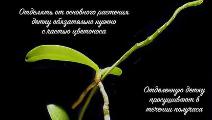 Hogyan kell szedni és a folyamat otsadit Babe orchideák az anyanövényről