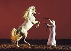 Hogy vannak az arab sejkek