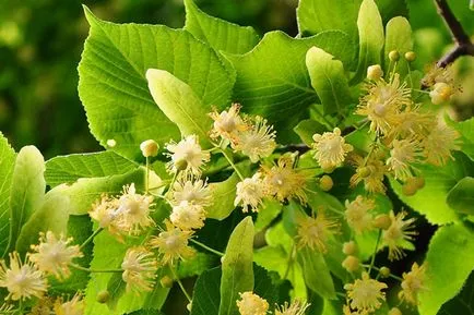 Sör lime tea receptek minden alkalomra
