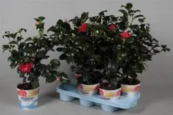 Camellia - otthoni gondozást