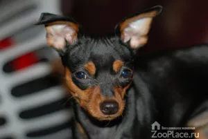 Miniature Pinscher történelem, karakter, ellátás, kölykök, fotó, videó (ellátás) Miniature Pinscher történelem, karakter, ellátás, kölykök, fotó, videó