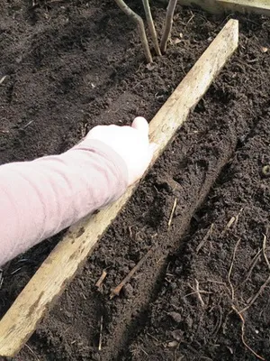 Naptár kertész júliusban, hogy akkor a növény, hogy érlelődik júliusban (lehetséges) Naptár kertész júliusban, hogy akkor a növény, hogy érlelődik júliusban