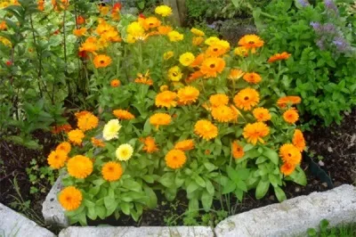Calendula hasznos és gyógyászati ​​tulajdonságokkal, és a használata kontra-körömvirág