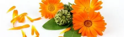 Calendula - gyógyszer tulajdonságait és ellenjavallatok, hatékony receptek, blog Alena Kravchenko