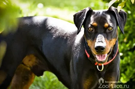Miniature Pinscher történelem, karakter, ellátás, kölykök, fotó, videó (Pinscher) Miniature Pinscher történelem, karakter, ellátás, kölykök, fotó, videó