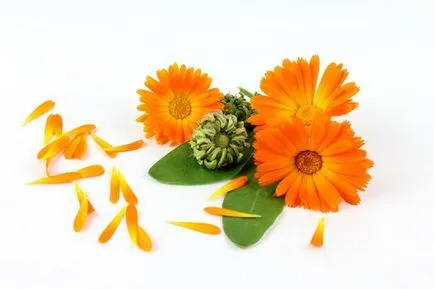 Calendula - gyógyszer tulajdonságait és ellenjavallatok, hatékony receptek, blog Alena Kravchenko