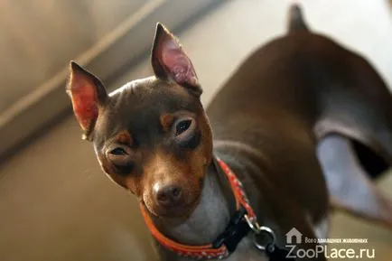 Miniature Pinscher történelem, karakter, ellátás, kölykök, fotó, videó (karakter) Miniature Pinscher történelem, karakter, ellátás, kölykök, fotó, videó