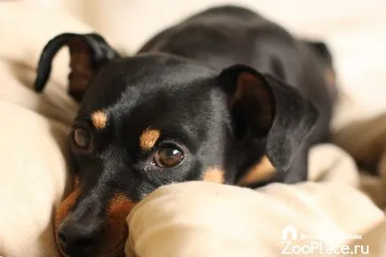 Miniature Pinscher történelem, karakter, ellátás, kölykök, fotó, videó (karakter) Miniature Pinscher történelem, karakter, ellátás, kölykök, fotó, videó
