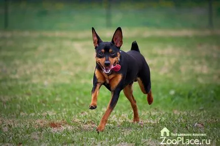 Miniature Pinscher történelem, karakter, ellátás, kölykök, fotó, videó (ellátás) Miniature Pinscher történelem, karakter, ellátás, kölykök, fotó, videó