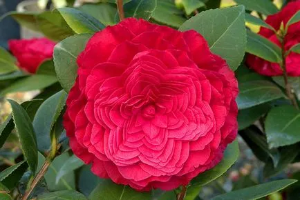 Camellia virág terem - ellátás, termesztése és fenntartása otthon, fotó, videó (Camellia) Camellia virág terem - ellátás, termesztése és fenntartása otthon, fotó, videó