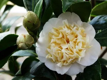 Camellia ellátás és termesztése az otthoni
