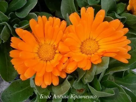 Calendula - gyógyszer tulajdonságait és ellenjavallatok, hatékony receptek, blog Alena Kravchenko