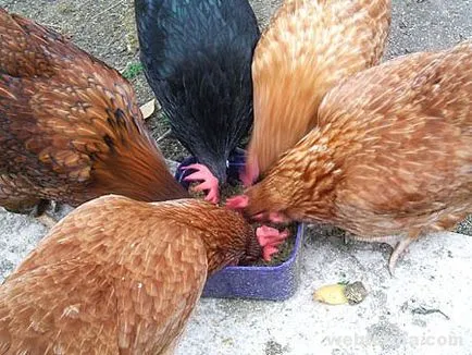 Kannibalizmus csirkék okoz és ellenőrzése csipegető