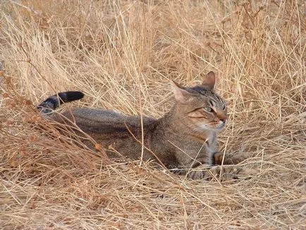 Jungle macska - pet vagy vadon élő állat (dzsungel) Jungle macska - pet vagy vadon élő állat