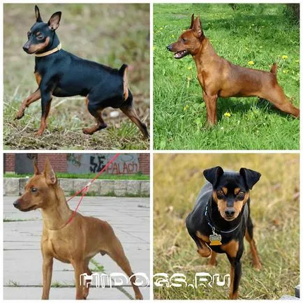 Miniature Pinscher Miniature Pinscher fajtastandardtól, dresirovka (fotó)